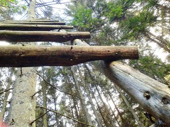 Low angle view of tree trunk in forest