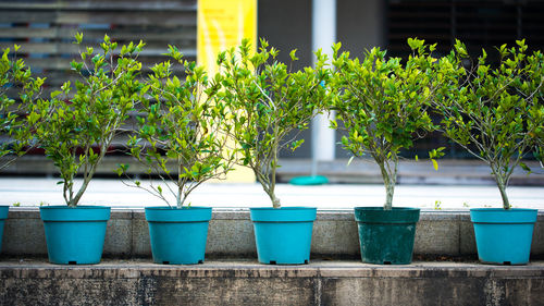 Close-up of potted plants in swimming pool