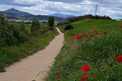 Scenic view of flowering plants on field against sky