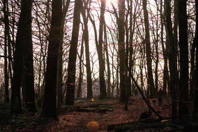 Trees in forest