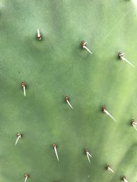 High angle view of leaves
