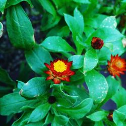 Close-up of red flowers blooming outdoors