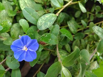 Close-up of purple flowering plant