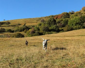 Dogs running on grassy field against clear blue sky