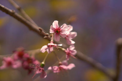 Close-up of pink cherry blossom