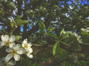 Close-up of flowers on tree