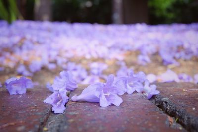 Close-up of crocus flowers