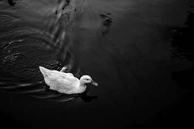 High angle view of seagull swimming in lake