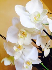 Close-up of white flowers