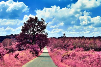 Dirt road amidst flowering plants and trees against sky