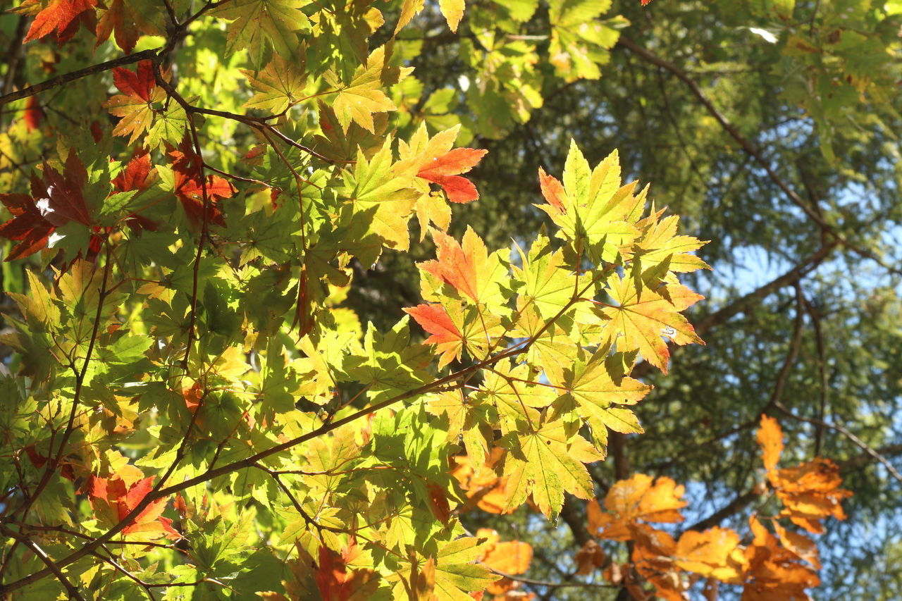 plant, tree, leaf, growth, plant part, beauty in nature, nature, branch, autumn, low angle view, no people, day, maple, yellow, outdoors, tranquility, sunlight, freshness, shrub, green, orange color, flower, maple leaf, fragility, maple tree, close-up, flowering plant