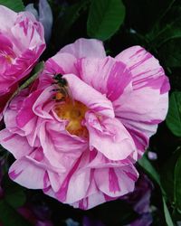 Close-up of bee on pink flower