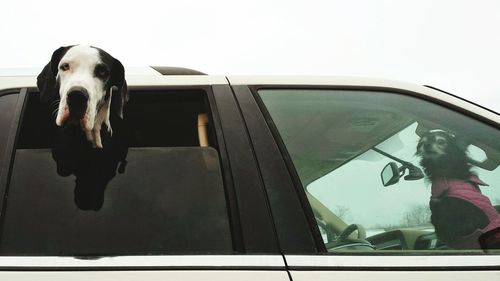 Close-up of dog looking through car window