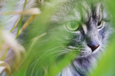 Close-up of a cat