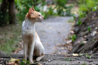 View of a cat looking away