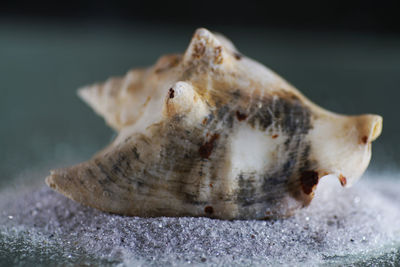 Close-up of dead fish