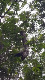 Low angle view of tree