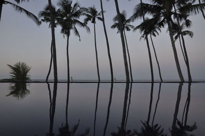 Low angle view of palm trees against sky