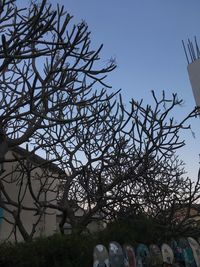 Close-up of bare tree against sky