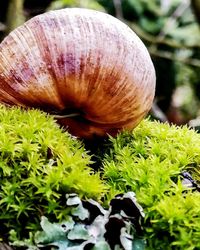 Close-up of snail on plant