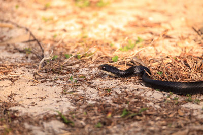 Lizard on a field