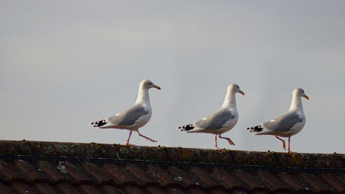 Seagulls perching on roof against sky