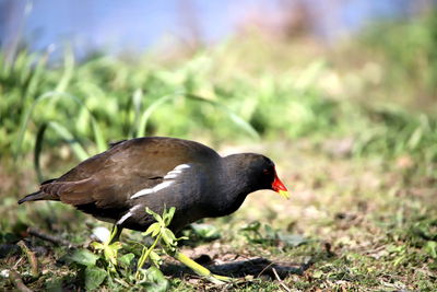 Close-up of a bird on field