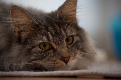 Close-up portrait of cat