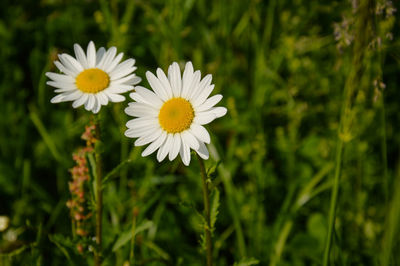 Close-up of white flowering plants on field