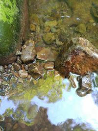 Close-up of turtle in water