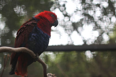 Close-up of parrot perching on tree