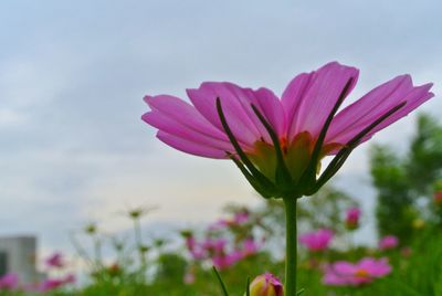 Close-up of pink cosmos flower blooming against sky