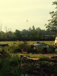 Trees growing on field