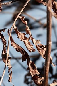 Close-up of dry leaves on plant during winter