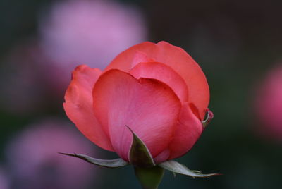 Close-up of pink rose