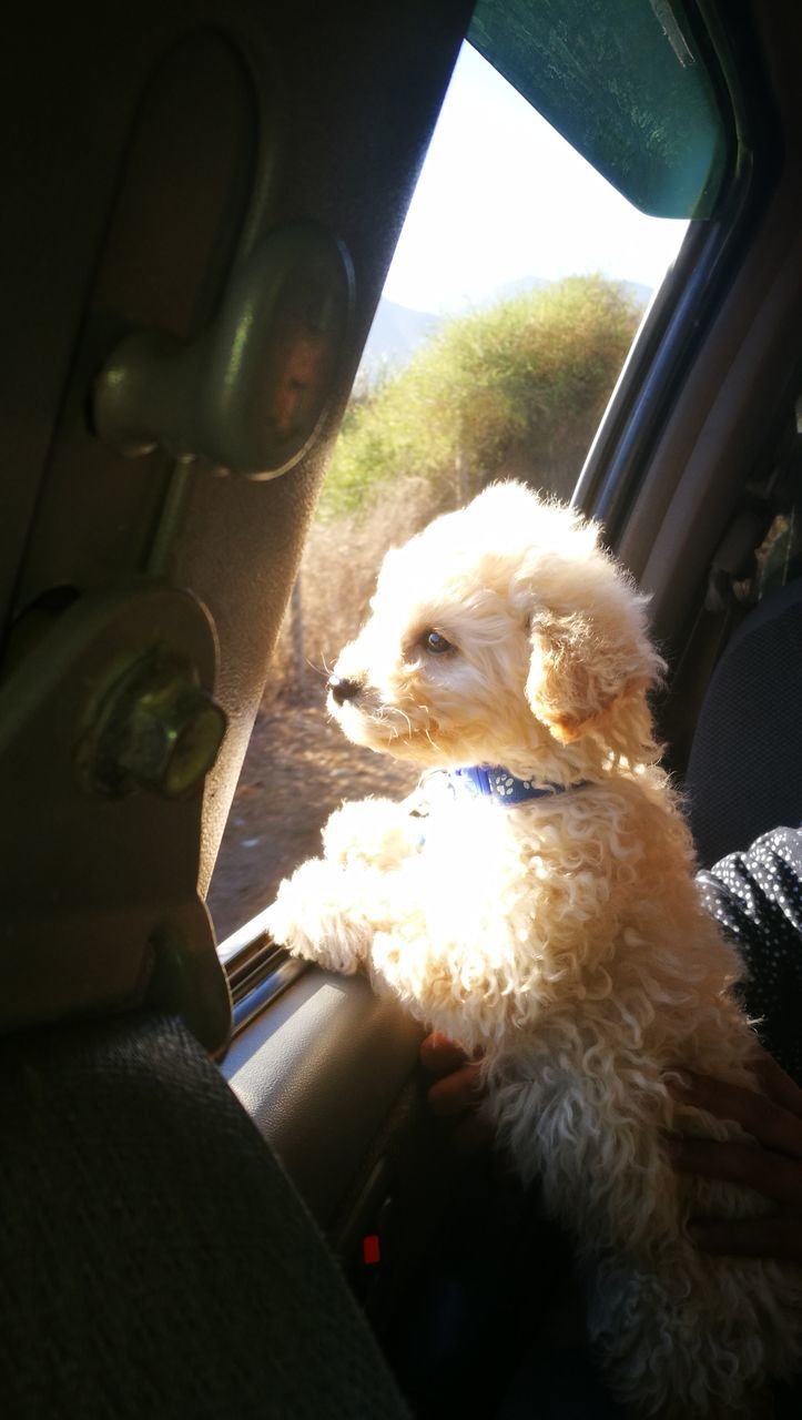 DOG IN CAR