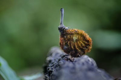 Close-up of insect on rock