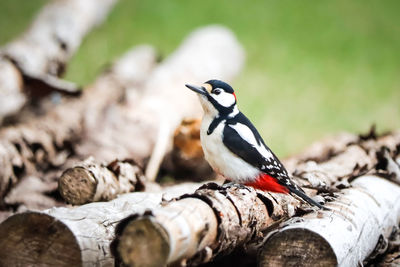 Close-up of bird perching