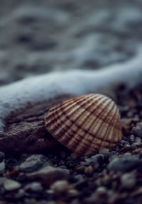 Close-up of leaf on beach