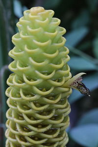 Close-up of succulent plant