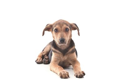 Portrait of dog sitting against white background