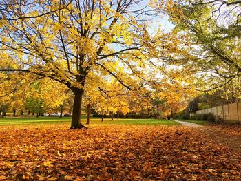 Trees in park during autumn