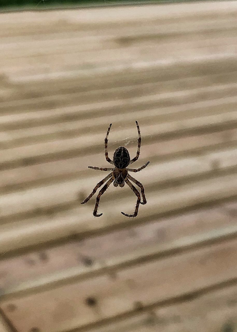 CLOSE-UP OF SPIDER ON THE GROUND