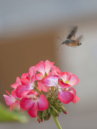 Close-up of butterfly on pink flower