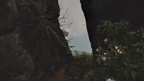 Scenic view of tree by sea against sky