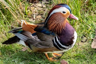 Close-up of duck on field