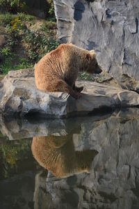 Bear sitting on rock by lake