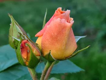 Close-up of rose bud