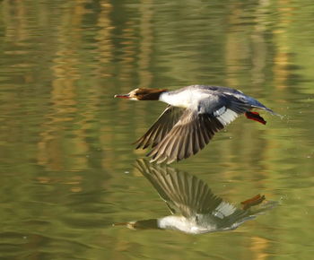 Close-up of bird in lake