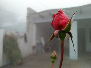 Close-up of red rose